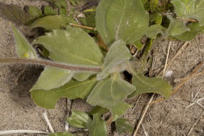 Desert Woolly Daisy (Eriophyllum pringlei)