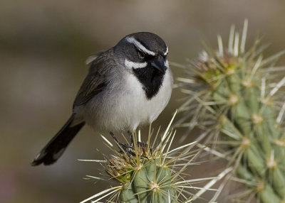 Black-throated Sparrow