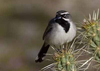 Black-throated Sparrow