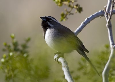 Black-throated Sparrow