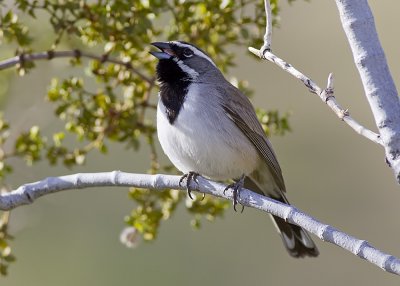 Black-throated Sparrow
