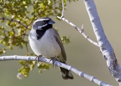 black-throated-sparrow05.jpg