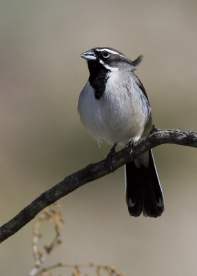 Black-throated Sparrow