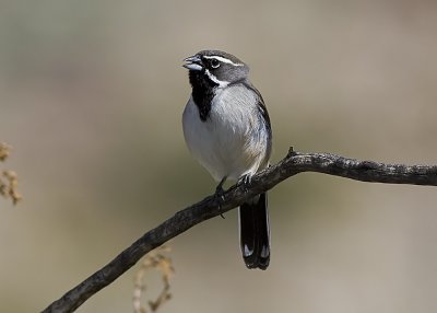 Black-throated Sparrow