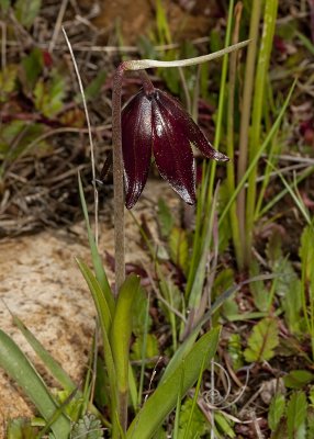 Chocolate Lily (Fritillaria biflora)