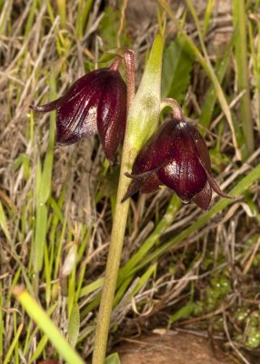 Chocolate Lily (Fritillaria biflora)