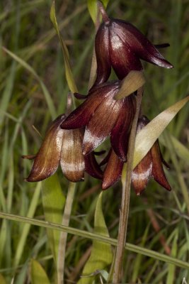 Chocolate Lily (Fritillaria biflora)