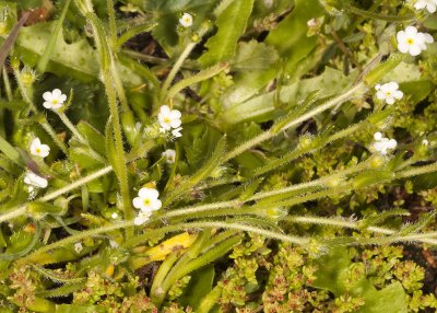 Cryptantha or Forget-Me-Nots (Cryptantha angustifolia )