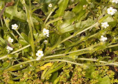 Cryptantha or Forget-Me-Nots (Cryptantha angustifolia )