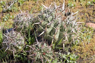 Coastal Barrel Cactus (ferocactus viridescens)