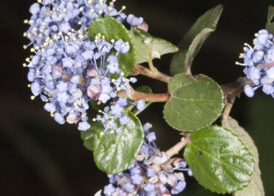 Ramona Lilac (Ceanothus tomentosus)