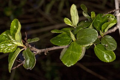 Ramona Lilac (Ceanothus tomentosus)