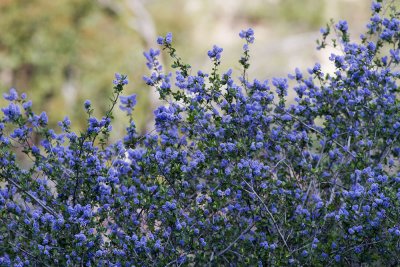 Ramona Lilac (Ceanothus tomentosus)