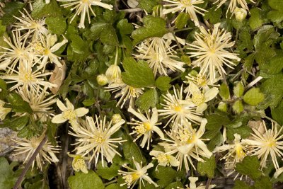 Pipestem Clematis (Clematis lasiantha)