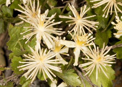 Pipestem Clematis (Clematis lasiantha)