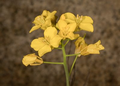 Western Wallflower (Erysimum capitatum)