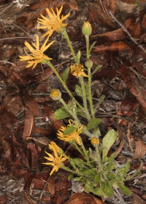 Goldenaster (Heterotheca sessiliflora)
