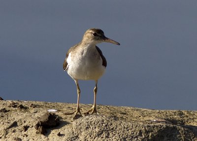 Spotted Sandpiper