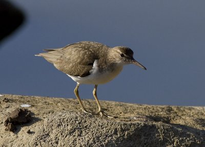 Spotted Sandpiper