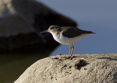 Spotted Sandpiper