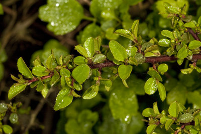 Warty-stem  Lilac (Ceanothus verrucosus)