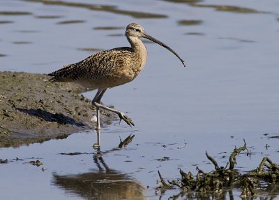 Long-billed Curlew