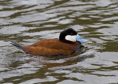 Ruddy Duck - male