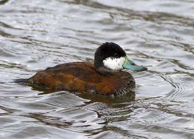 Ruddy Duck - male