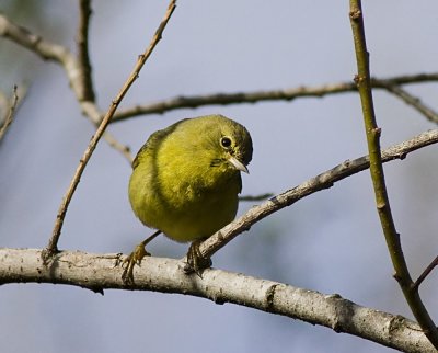 Orange-crowned Warbler