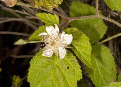 Himalaya Blackberry (Rubus discolor)