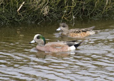 American Wigeon