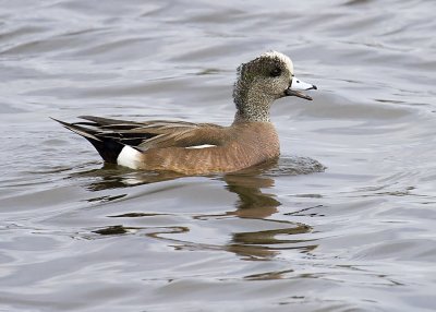 American Wigeon