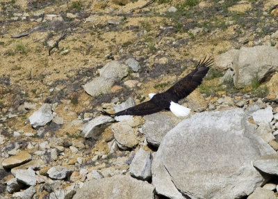 Bald Eagle