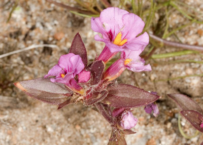 Bigelow Monkeyflower (Mimulus bigelovii)