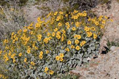 Brittlebush (Encelia farinosa)
