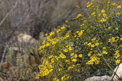 Brittlebush (Encelia farinosa)