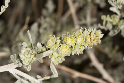 Burro-bush  (Ambrosia dumosa)