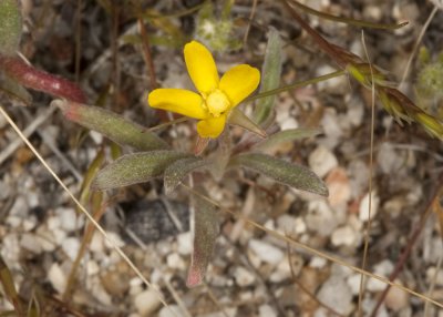 Califiornia Suncups (Camissonis bistorta)