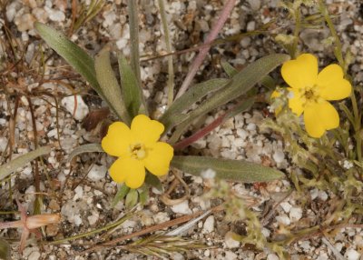 Califiornia Suncups (Camissonis bistorta)