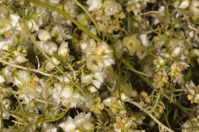 Cheese Bush (Hymenoclea salsola)