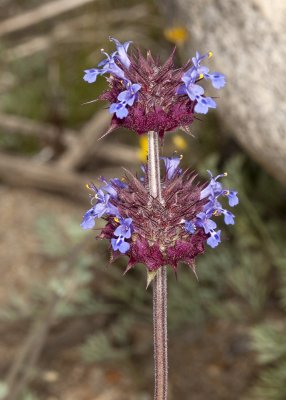 Chia (Salvia columbariae)