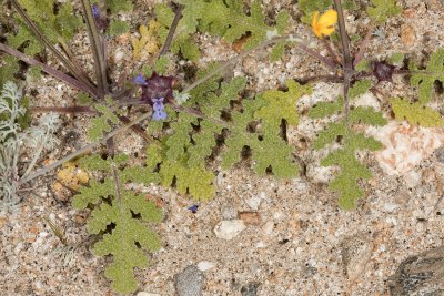 Chia (Salvia columbariae)