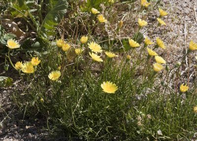 Desert Dandelion (Malacothrix californica)