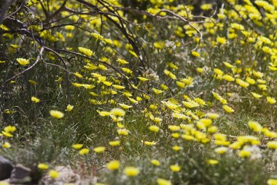 Desert Dandelion (Malacothrix californica)