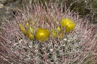 California Barrel Cactus (Ferocactus cylindraceus)