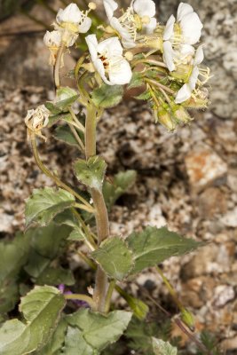 Brown Eyed Evening Primrose (Chylismia claviformis ssp. piersonii