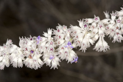 Desert Lavender (Hyptis emoryi)