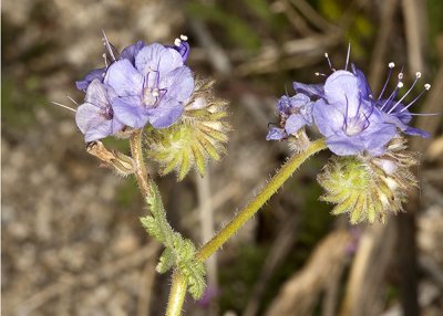 Desert Phacelia  (Phacelia crenulata)