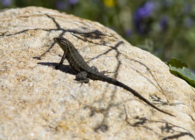 Desert Side-blotch Lizard  (Uta stansburiana stejnegeri)