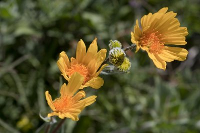 Desert Sunflower (<em>Gerea canescens</em>)